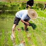 小型气象站在农业种植方面的应用